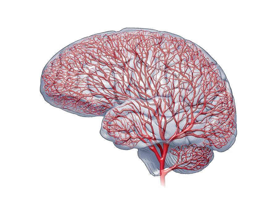 PhD position on AI for brain vasculature